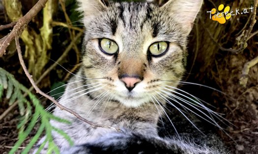 Katze Xavi (Foto by Tiereck.at - Lavanttaler Tierhilfe)