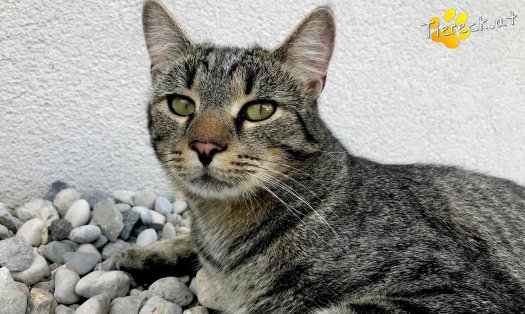 Katze Rocky (Foto by Tiereck.at - Lavanttaler Tierhilfe)