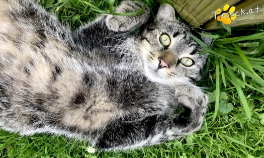 Katze Rocky (Foto by Tiereck.at - Lavanttaler Tierhilfe)