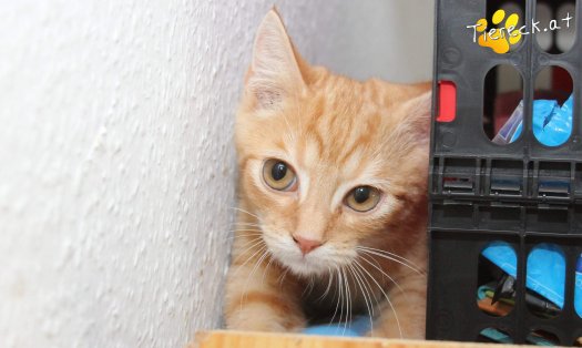 Katze Lui (Foto by Tiereck.at - Lavanttaler Tierhilfe)