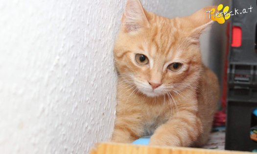 Katze Lui (Foto by Tiereck.at - Lavanttaler Tierhilfe)