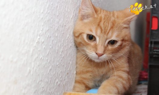 Katze Lui (Foto by Tiereck.at - Lavanttaler Tierhilfe)