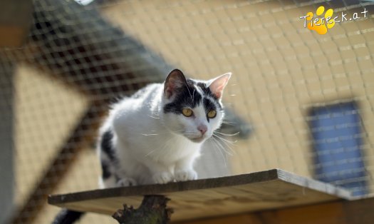 Katze Alvin (Foto by Tiereck.at - Lavanttaler Tierhilfe)