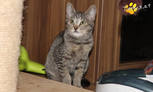 Katze Aimo (Foto by Tiereck.at - Lavanttaler Tierhilfe)