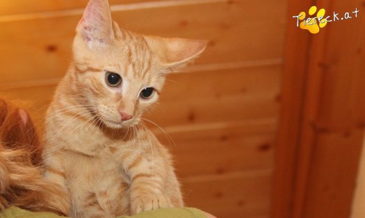 Katze Bongo (Foto by Tiereck.at - Lavanttaler Tierhilfe)