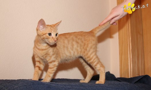 Katze Bongo (Foto by Tiereck.at - Lavanttaler Tierhilfe)