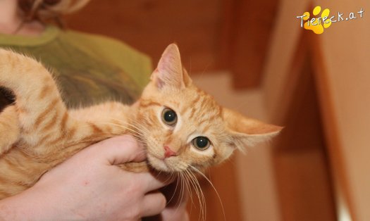 Katze Bongo (Foto by Tiereck.at - Lavanttaler Tierhilfe)