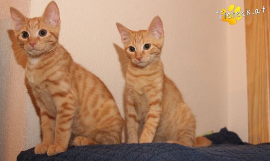 Katze Bongo (Foto by Tiereck.at - Lavanttaler Tierhilfe)