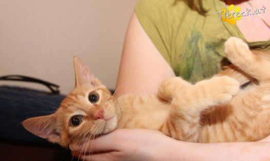 Katze Bongo (Foto by Tiereck.at - Lavanttaler Tierhilfe)