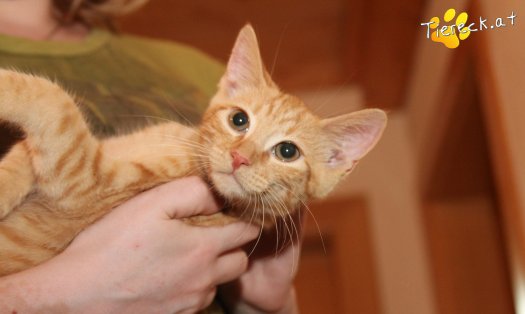 Katze Bongo (Foto by Tiereck.at - Lavanttaler Tierhilfe)