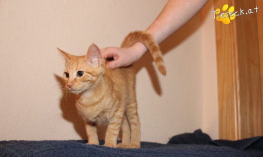 Katze Bongo (Foto by Tiereck.at - Lavanttaler Tierhilfe)