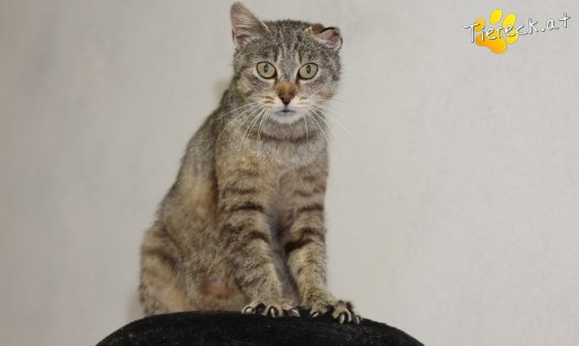 Katze Orelie  (Foto by Tiereck.at - Lavanttaler Tierhilfe)