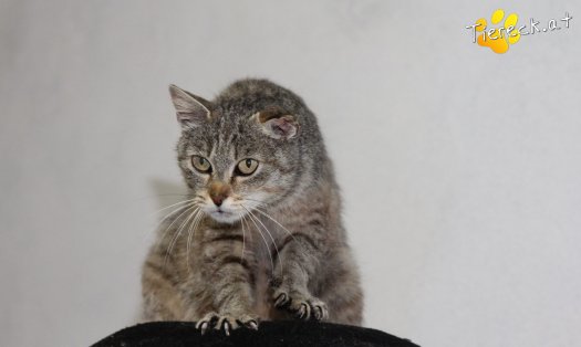 Katze Orelie  (Foto by Tiereck.at - Lavanttaler Tierhilfe)