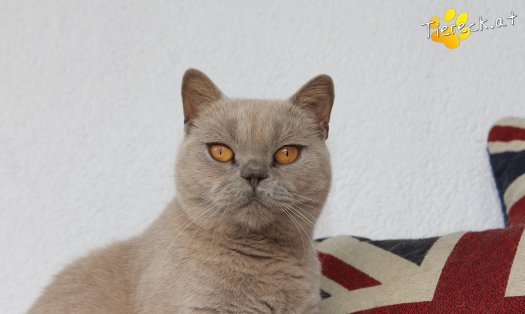 Katze Henry (Foto by Tiereck.at - Lavanttaler Tierhilfe)