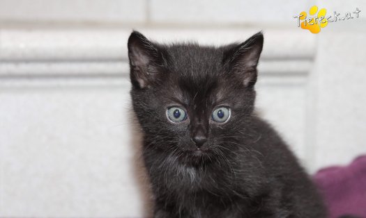 Katze Stitch (Foto by Tiereck.at - Lavanttaler Tierhilfe)