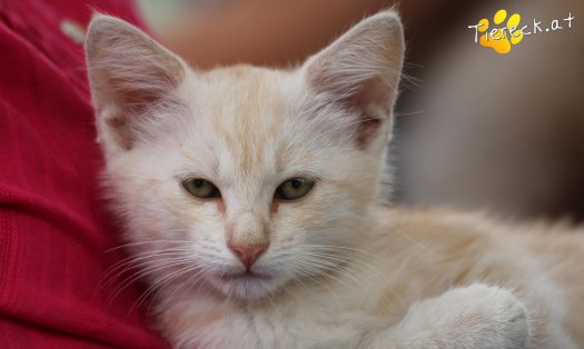Katze Milo (Foto by Tiereck.at - Lavanttaler Tierhilfe)