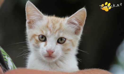 Katze Teddy (Foto by Tiereck.at - Lavanttaler Tierhilfe)