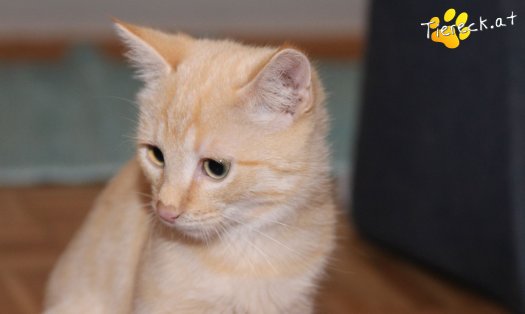 Katze Semmel  (Foto by Tiereck.at - Lavanttaler Tierhilfe)