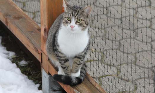 Katze Earl (Foto by Tiereck.at - Lavanttaler Tierhilfe)