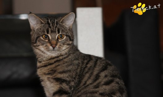 Katze Gwenny (Foto by Tiereck.at - Lavanttaler Tierhilfe)
