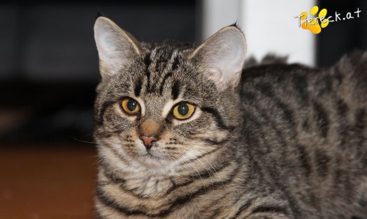 Katze Gwenny (Foto by Tiereck.at - Lavanttaler Tierhilfe)
