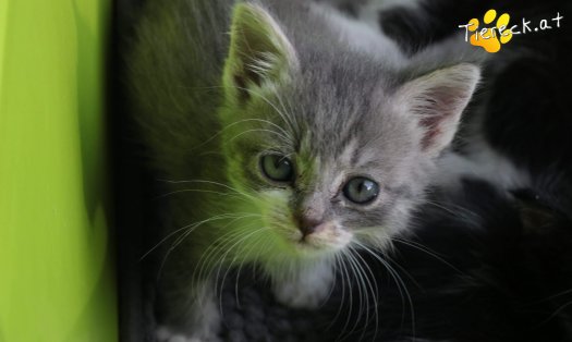 Katze Minki (Foto by Tiereck.at - Lavanttaler Tierhilfe)