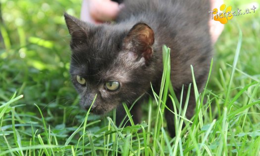 Katze Nera (Foto by Tiereck.at - Lavanttaler Tierhilfe)