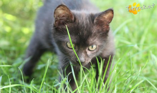 Katze Nera (Foto by Tiereck.at - Lavanttaler Tierhilfe)