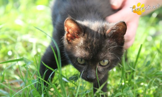 Katze Nera (Foto by Tiereck.at - Lavanttaler Tierhilfe)