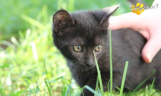 Katze Nera (Foto by Tiereck.at - Lavanttaler Tierhilfe)