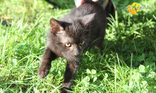 Katze Nera (Foto by Tiereck.at - Lavanttaler Tierhilfe)