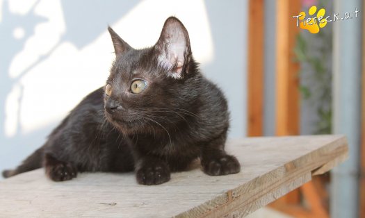 Katze Noir (Foto by Tiereck.at - Lavanttaler Tierhilfe)