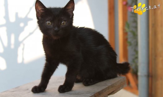 Katze Noir (Foto by Tiereck.at - Lavanttaler Tierhilfe)