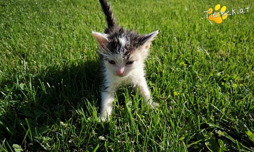 Katze Kimba (Foto by Tiereck.at - Lavanttaler Tierhilfe)