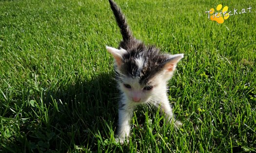 Katze Kimba (Foto by Tiereck.at - Lavanttaler Tierhilfe)