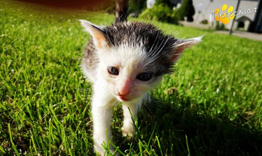 Katze Fussl (Foto by Tiereck.at - Lavanttaler Tierhilfe)