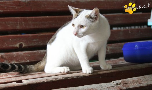 Katze Struppi (Foto by Tiereck.at - Lavanttaler Tierhilfe)