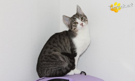 Katze Soraja (Foto by Tiereck.at - Lavanttaler Tierhilfe)