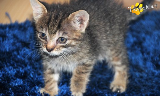 Katze Minnie (Foto by Tiereck.at - Lavanttaler Tierhilfe)