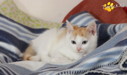 Katze Legolas (Foto by Tiereck.at - Lavanttaler Tierhilfe)
