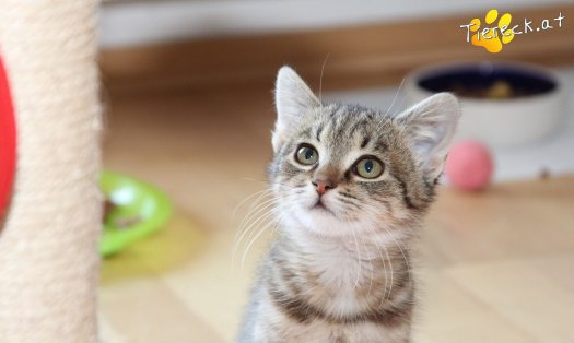 Katze Leonie (Foto by Tiereck.at - Lavanttaler Tierhilfe)