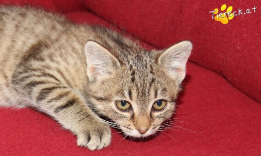 Katze Leonie (Foto by Tiereck.at - Lavanttaler Tierhilfe)