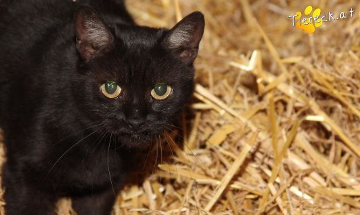 Katze Saphira (Foto by Tiereck.at - Lavanttaler Tierhilfe)