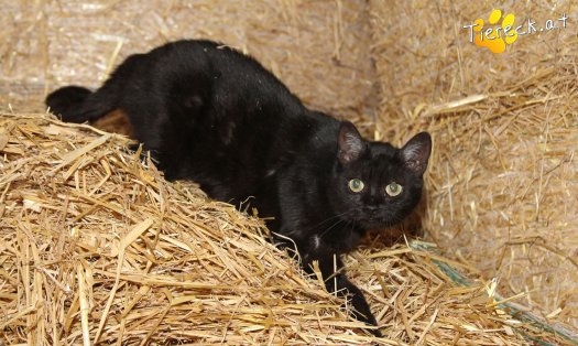 Katze Saphira (Foto by Tiereck.at - Lavanttaler Tierhilfe)