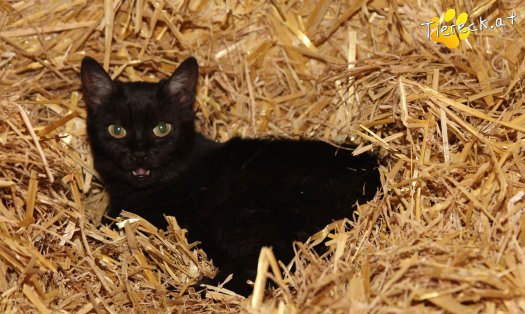 Katze Saphira (Foto by Tiereck.at - Lavanttaler Tierhilfe)