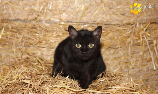 Katze Saphira (Foto by Tiereck.at - Lavanttaler Tierhilfe)