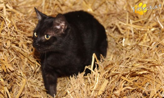 Katze Saphira (Foto by Tiereck.at - Lavanttaler Tierhilfe)