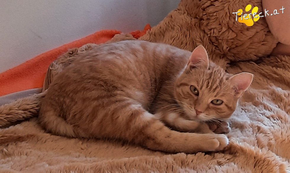 Vermittlungstiere - Diese Katzen suchen ein Zuhause