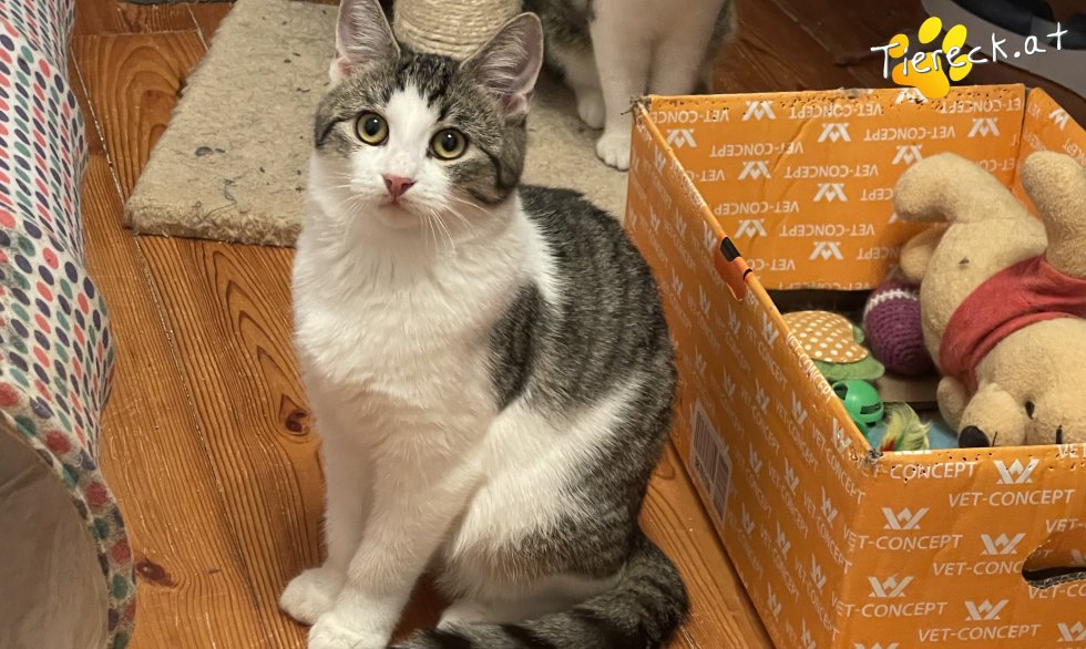 Vermittlungstiere - Diese Katzen suchen ein Zuhause