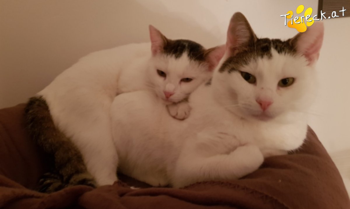 Katze Lino, Merlin und Nika